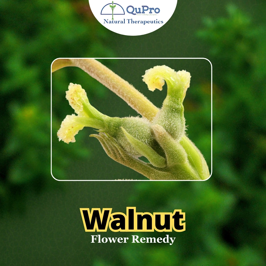 WALNUT FLOWER REMEDY